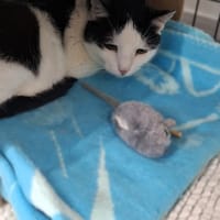 Orka, kotka do adopcji