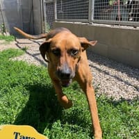 Tara SI, freundlich und aufgeschlossen, Hündin zur Adoption