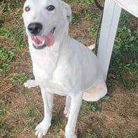 Mimmo aufgeschlossen und neugierig, Hund zur Adoption