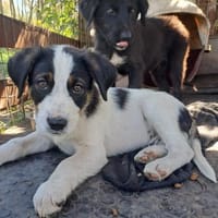 Milo wartet auf eine Familie, Hund zur Adoption