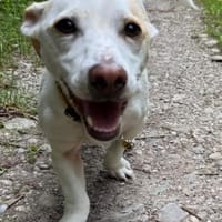 Manolo auf der Suche nach Glück 82284, Hund zur Adoption