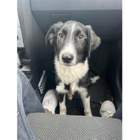 Pimki - wartet in 42651 Solingen, Hündin zur Adoption