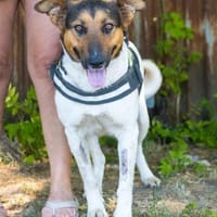Bianca SI, noch etwas schüchtern, Hündin zur Adoption