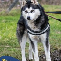 Magnus SI, ruhig und freundlich, Hund zur Adoption