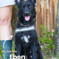 Eben SI, mag Kinder und Hunde, Hündin zur Adoption