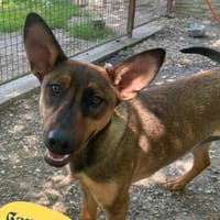Carmen SI, fröhlich und neugierig, Hündin zur Adoption