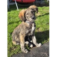 Lotty - wartet in 76287 Rheinstetten, Hündin zur Adoption