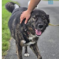 Ira - lieb und ruhig, Hündin zur Adoption