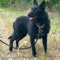 Bendegúz VA, intelligent und lieb, Hund zur Adoption