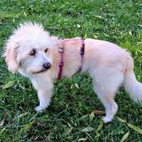 Ivory - kleine Kuschelprinzessin, Hündin zur Adoption