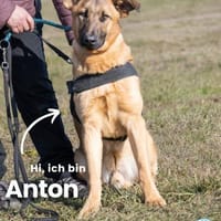 Anton SI, ist noch sehr unsicher, Hund zur Adoption