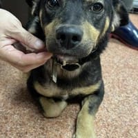 Shane 35 cm 1 Jahr, Hund zur Adoption