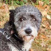 Jaky1 sucht ein Zuhause, Hund zur Adoption