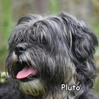PLUTO, Hund zur Adoption