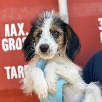 ISA - die Kleine sollte sterben, Hündin zur Adoption