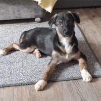 Pierre - wartet in 61267 Neu-Anspach, Hund zur Adoption
