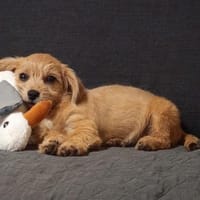 Safi sucht ihr Zuhause, Hündin zur Adoption