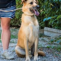 Tomi SI, hat sein Zuhause verloren, Hund zur Adoption