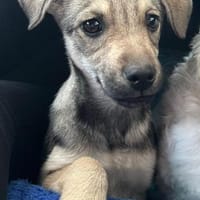 Lilly, Hündin zur Adoption