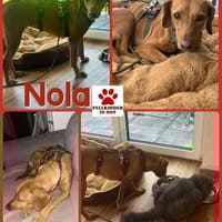 Nola Bracke Hündin Mischling Traumhund, Hündin zur Adoption