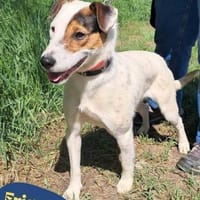 Frigyes VA, jung, aktiv, quirlig, Hund zur Adoption