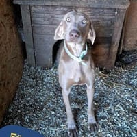 Füge VA, braucht klare Führung, Hund zur Adoption
