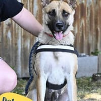 Dolores SI, aktiv und verspielt, Hündin zur Adoption