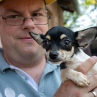 Marci, neugieriger kleiner Chihuahua, Hund zur Adoption