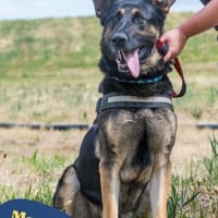 Manó, ein stattlicher Bursche, Hund zur Adoption