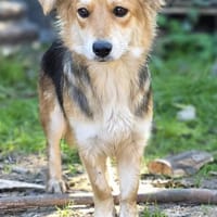 Mina wartet ab 15.11. in Berlin!, Hündin zur Adoption
