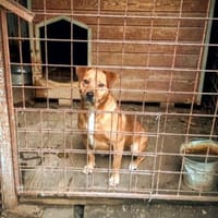 Jean wartet ab dem 15.11. in Hamburg!, Hund zur Adoption