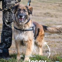 Jessy SI, perfekter Familienhund, Hündin zur Adoption