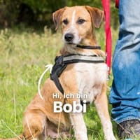 Bobi SI, offen und freundlich, Hund zur Adoption