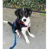 Caya - wartet in 61267 Neu-Anspach, Hündin zur Adoption