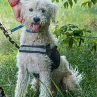 Frici SI, sehr offen und freundlich, Hund zur Adoption