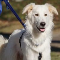 Faustro wünscht sich ein Zuhause, Hund zur Adoption