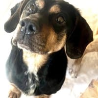 Lieber alter Opi hat noch Hoffnung, Hund zur Adoption