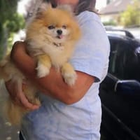 ❤Viola...sucht ihren Ruheplatz, Hündin zur Adoption