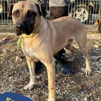 Kesua VA, ein großer Menschenfreund, Hund zur Adoption