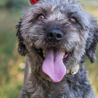 Ubul SI, von der Kette gerettet, Hund zur Adoption