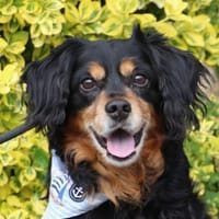 Cocker-Fans aufgepasst hier kommt Toby, Hund zur Adoption