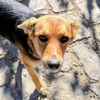 Ria wartet ab dem 15.11. in Gummersbach!, Hündin zur Adoption