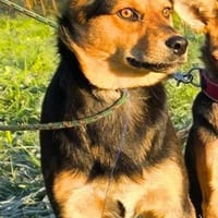 Ronny wartet ab dem 15.11. in Hamburg!, Hund zur Adoption