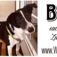 Bim - coole Socke, Hund zur Adoption