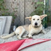 Dobby wartet ab 15.11. in Hamburg!, Hund zur Adoption