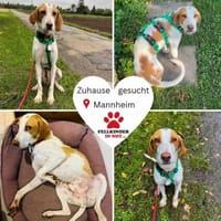 Jure Bracke Mischling Rüde Familienhund, Hund zur Adoption