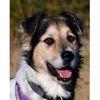 Checky - wartet in 24238 Selent, Hund zur Adoption
