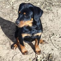 Hachi sonnig liebenswert verspielt, Hündin zur Adoption