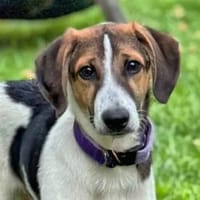 IVO LIO - ausgesetzt zum Sterben, Hund zur Adoption