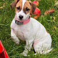 RENCO - sieben aus dem Fischernetz, Hund zur Adoption